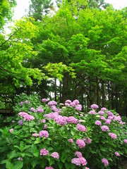 青モミジと紫陽花