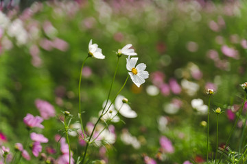 flowers in the garden
