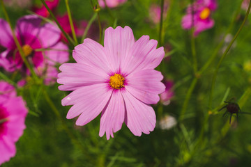 Obraz premium pink flower in the garden