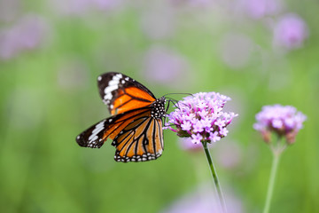 Fototapeta na wymiar Butterfly on verbena flower