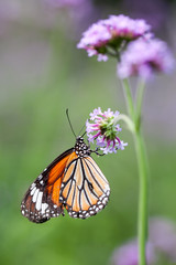 Butterfly on verbena flower