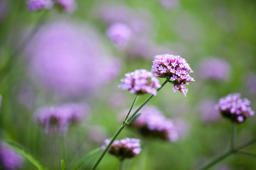 purple Verbena bonariensis, Purpletop Vervain
