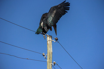 Obraz premium marabou stork sits on a post