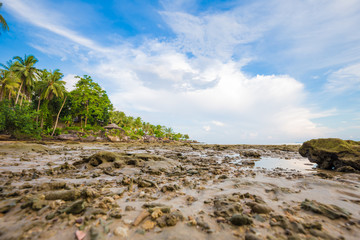 Fototapeta na wymiar Coconut palm tree on sea beach blue sky