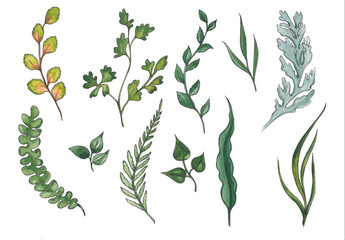 Set of botanical watercolor elements.Leaves.