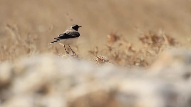 Desert wheatear stand on a branch
