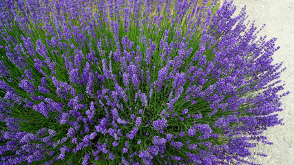 Obraz na płótnie Canvas Blooming purple lavender plant in Lavender farm, New Zealand