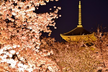 Illuminated cherry blossoms in Kyoto,  Japan