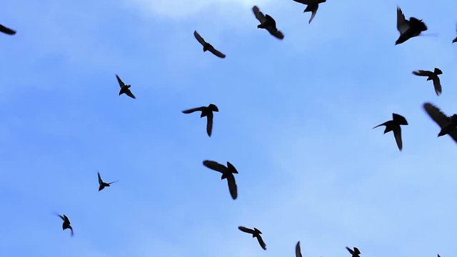 Flock of Birds Gradually Closes the Sky. A flock of birds against the blue sky. Gradually increasing the number of birds. Slow Motion at a rate of 480 fps