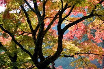 紅葉の秋
