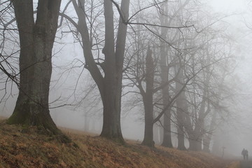 Kukvaldy forest trees old