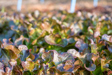Close-up farming organic red oak in plantation