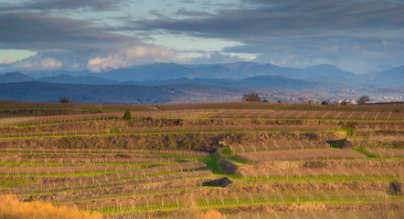 Weinberge am Kaiserstuhl im Winter