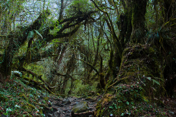 Misty mossy forest. Forest on the trekking route to Annapurna. Nepal.