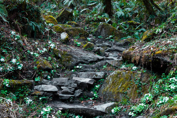 Stone steps in the fairy forest. Forest on the trekking route to Annapurna. Nepal.