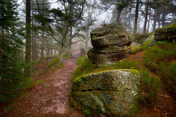 Mystischer Wald am Mont Saint Odile in den Vogesen