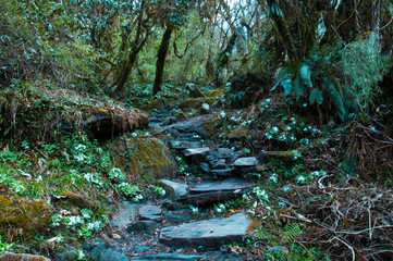 Stone steps in the fairy forest. Forest on the trekking route to Annapurna. Nepal.