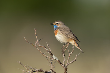 bluethroat sitting on a branch