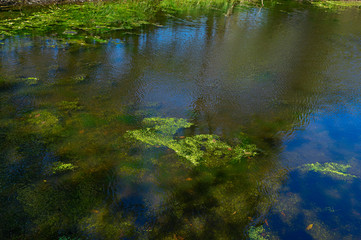 Pond in a meadow with duckweed