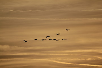 grus grus on the sky Ungarn