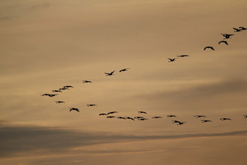 grus grus in the air