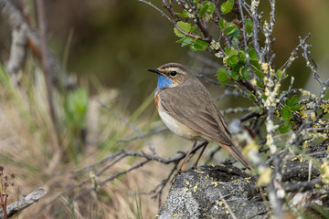bluethroat sitting on a branch