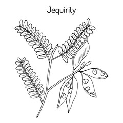 Jequirity Abrus precatorius , medicinal plant