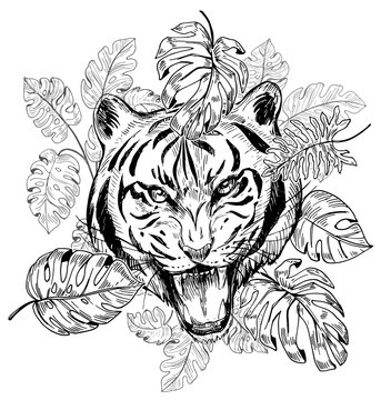 Sketch of angry tiger with tropical leaves. Hand drawn illustration converted to vector