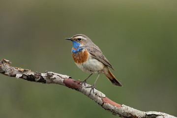 Fototapeta premium bluethroat sitting on a branch