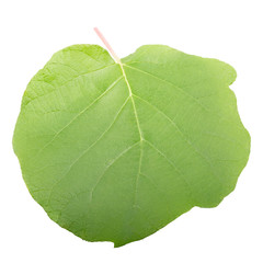 Obraz premium One leaf of kiwi fruit isolated on white