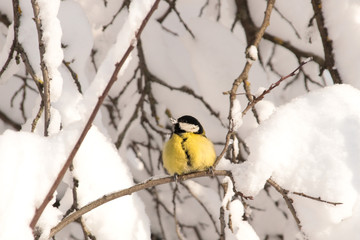 Fototapeta premium A big tit sits in the winter on snowy tree branches in search of food