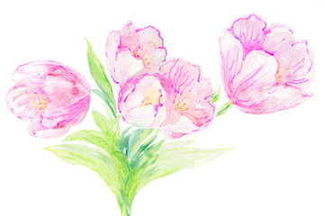 Tulips bouquet watercolor