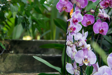 The blossoming orchids in a botanical garden