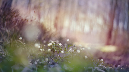 Blurred background with spring primroses - flowers of an anemony © Azaliya (Elya Vatel)