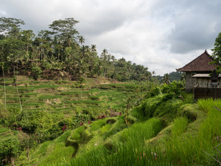Fototapeta na wymiar Small pavilions on the terraced rice fields at Tegalalang near Ubud where people eat and drink while admiring the stunning views. Bali, Indonesia, october 2018