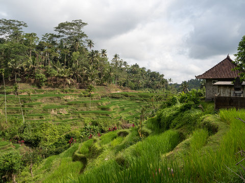 Small pavilions on the terraced rice fields at Tegalalang near Ubud where people eat and drink while admiring the stunning views. Bali, Indonesia, october 2018