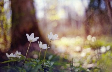 Obraz na płótnie Canvas White wild forest flowers of an anemony