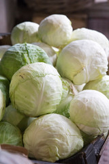 Fototapeta na wymiar Pile of fresh cabbages Spain