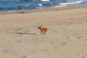 dog playing at the beach and having fun in denmark