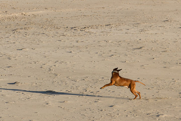 dog playing at the beach and having fun in denmark