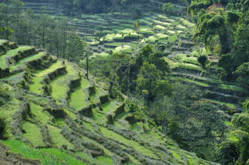Fototapeta premium Green fields.Nepal: Rice terraces in the valley Kali Gandaki. Green fields in the spring.
