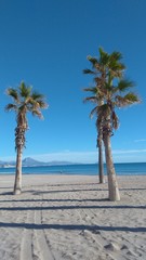 Beautiful beach with palms agains blue sky