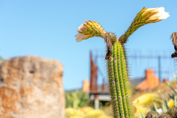 Naklejka premium Cactus Flower