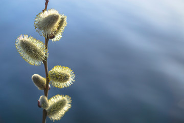 Obraz premium Pussy blooming willow branch on blurred background. Concept of springtime