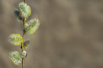 Pussy blooming willow branch on blurred background. Concept of springtime