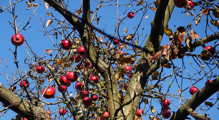 A tree with apples hanging on branches