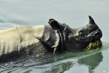Fototapeta premium A rhinoceros in the river, eating grass. Wildlife, safari on the border of Nepal and India. National Park Chitwan.