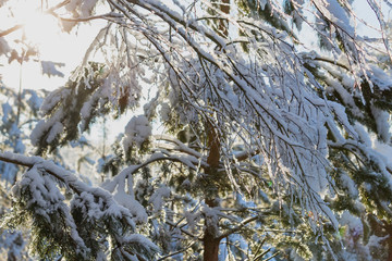 winter tree background. Belarusian winter landscape. Beginning of winter.