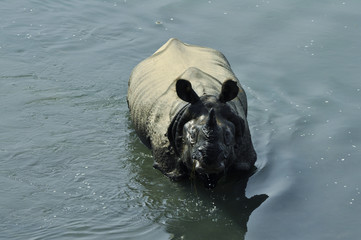 A rhinoceros in the river, eating grass. Wildlife, safari on the border of Nepal and India. National Park Chitwan.
