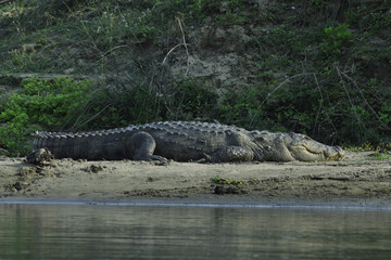 Swamp crocodile on the shoreWildlife, safari on the border of Nepal and India. National Park Chitwan.
